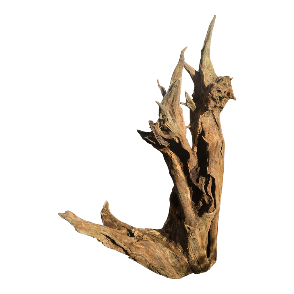 Scultura luminosa in radice naturale con ripiano in vetro.