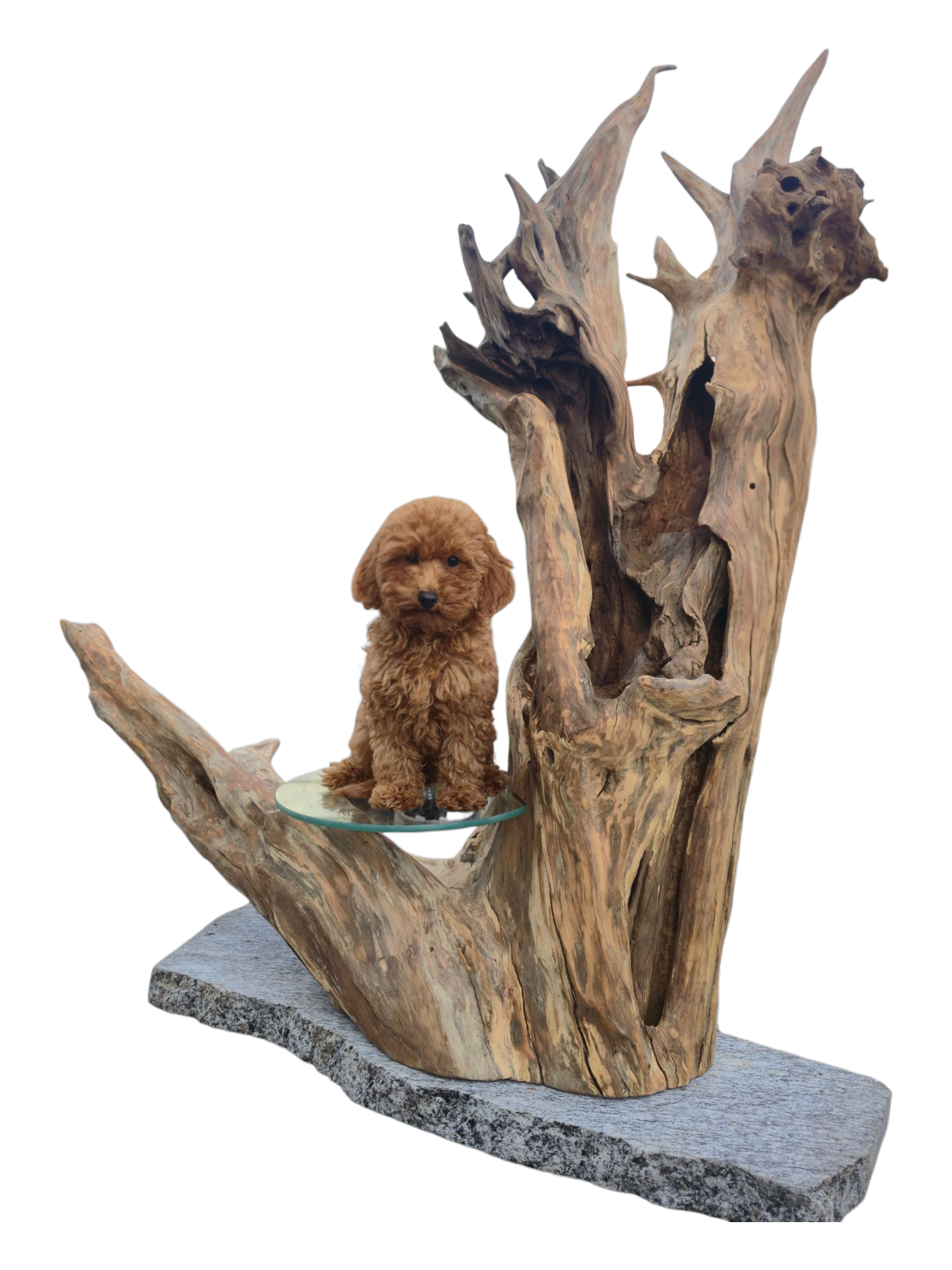 Scultura luminosa in radice naturale con ripiano in vetro.