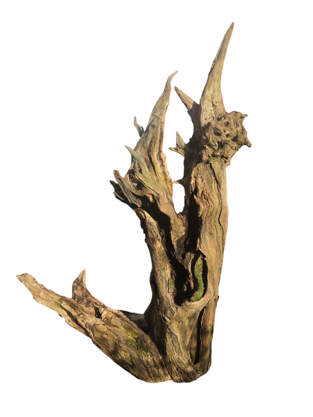 Scultura luminosa in radice naturale con ripiano in vetro.